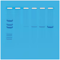 Principles of PCR