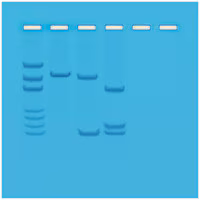 Mapping of Restriction Sites on Plasmid DNA