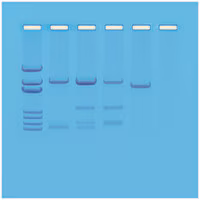 DNA Paternity Testing Simulation