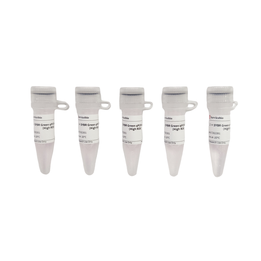 2 × SYBR Green qPCR Master Mix (High ROX) (1 mL)