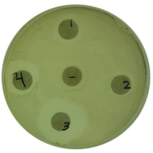 How Clean is Clean? Testing the Effectiveness of Antibacterial Cleaners