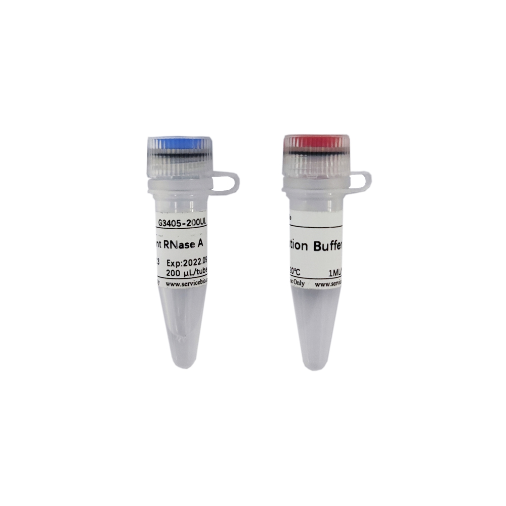 Recombinant RNase A (10mg/mL) (200 µL)