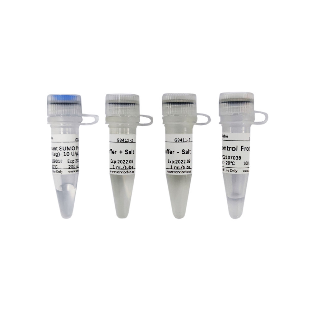 Recombinant SUMO Protease (Ulp1, His-tag) (2000 U)