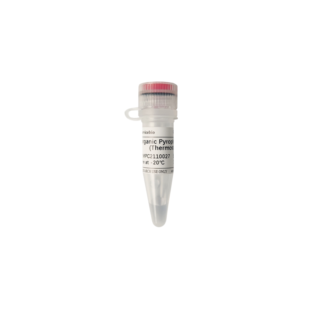 Inorganic Pyrophosphatase (Thermostable) (200 U)