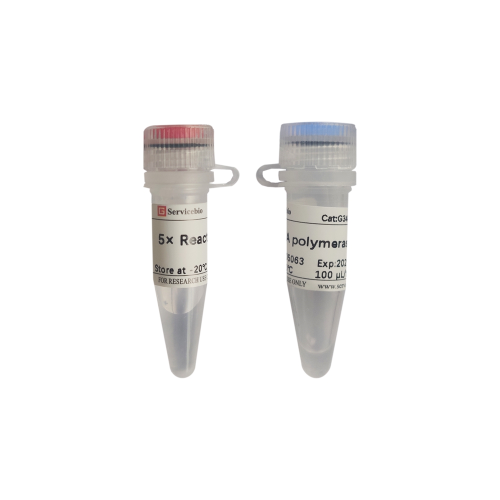 Poly(A) Polymerase (500 U)