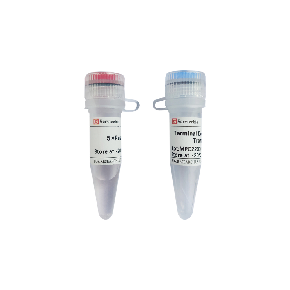 Phi29 DNA polymerase (300 U)