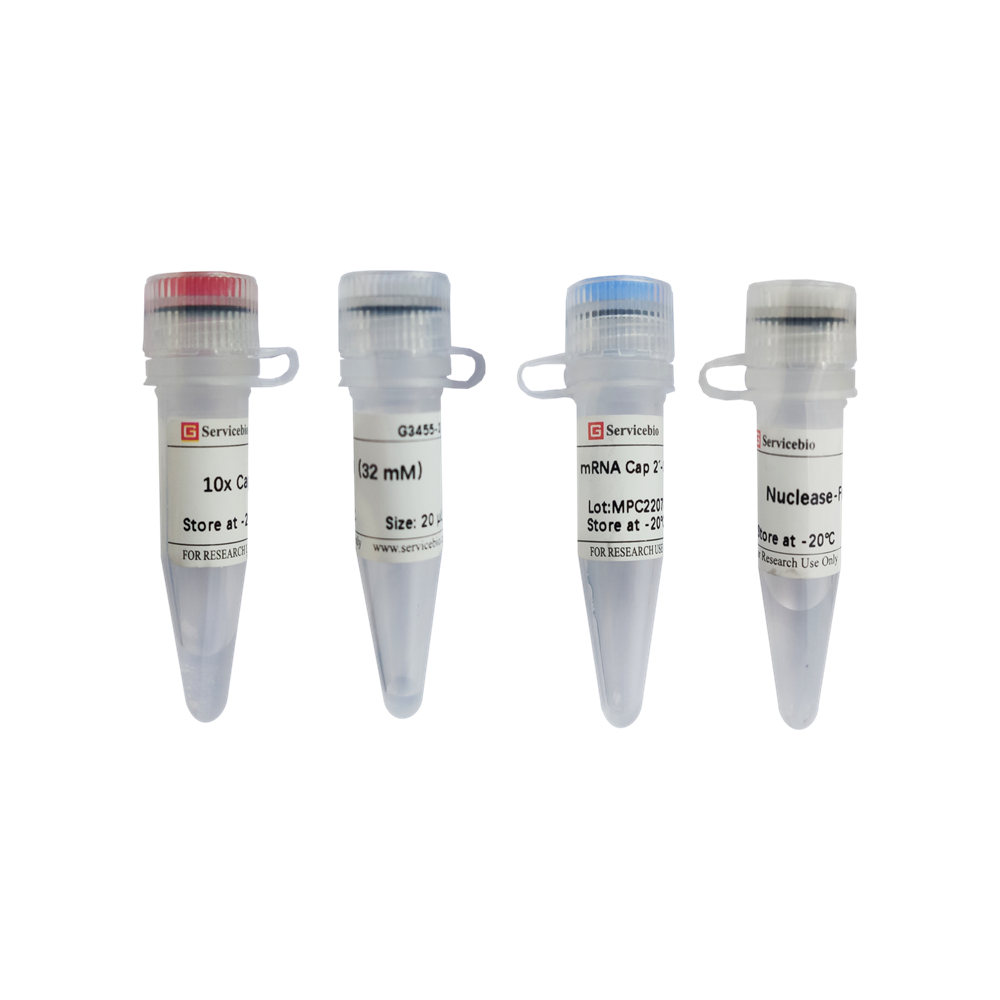 mRNA Cap 2´-O-Methyltransferase (2000 U)