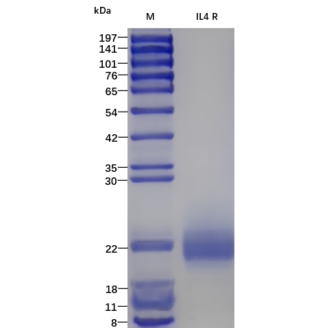 Recombinant Rat IL-4 Protein (His-tag) (10 µg)