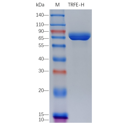 Recombinant Human FNDC5 Protein (His-tag) (100 µg)