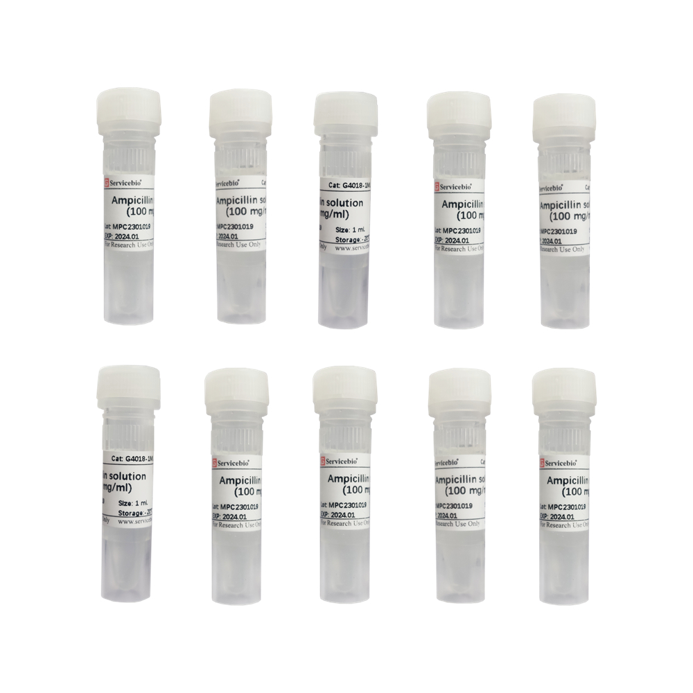 Ampicillin Solution (100mg/mL) (10×1 mL)