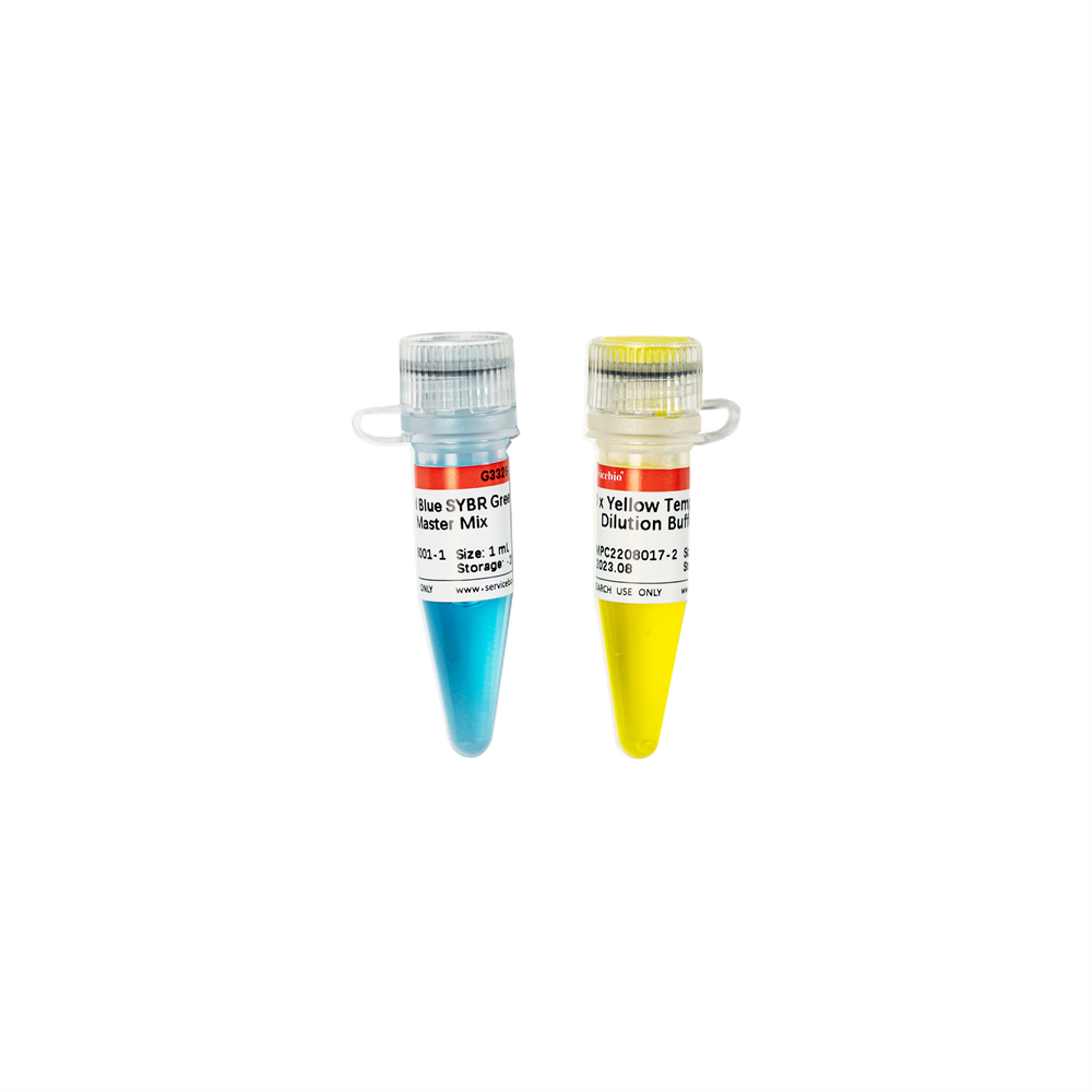 2×Universal Blue SYBR Green qPCR Master Mix With 40×Yellow Template Dilution Buffer (15×1 mL)