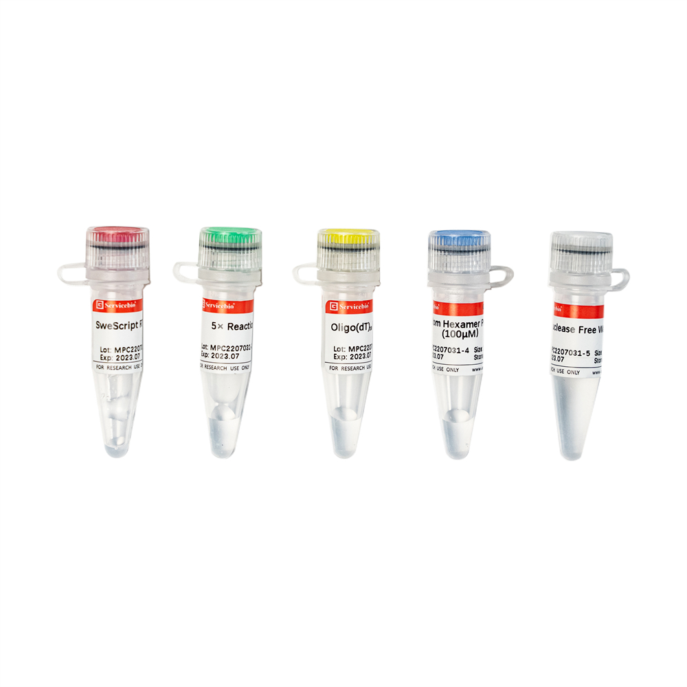 SweScript RT I First Strand cDNA Synthesis Kit (50 rxns)