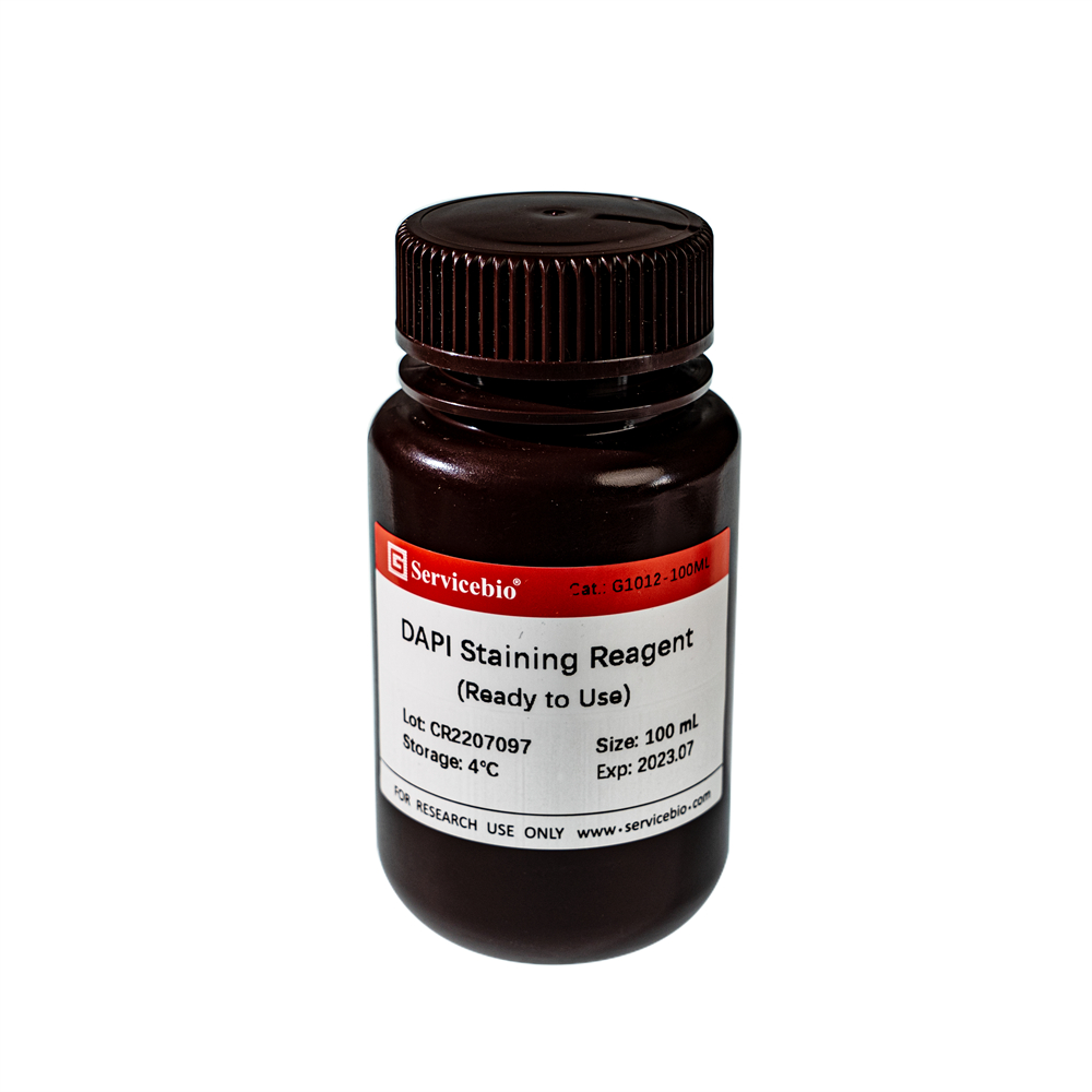 DAPI Staining Reagent (Ready to Use) (10 mL)