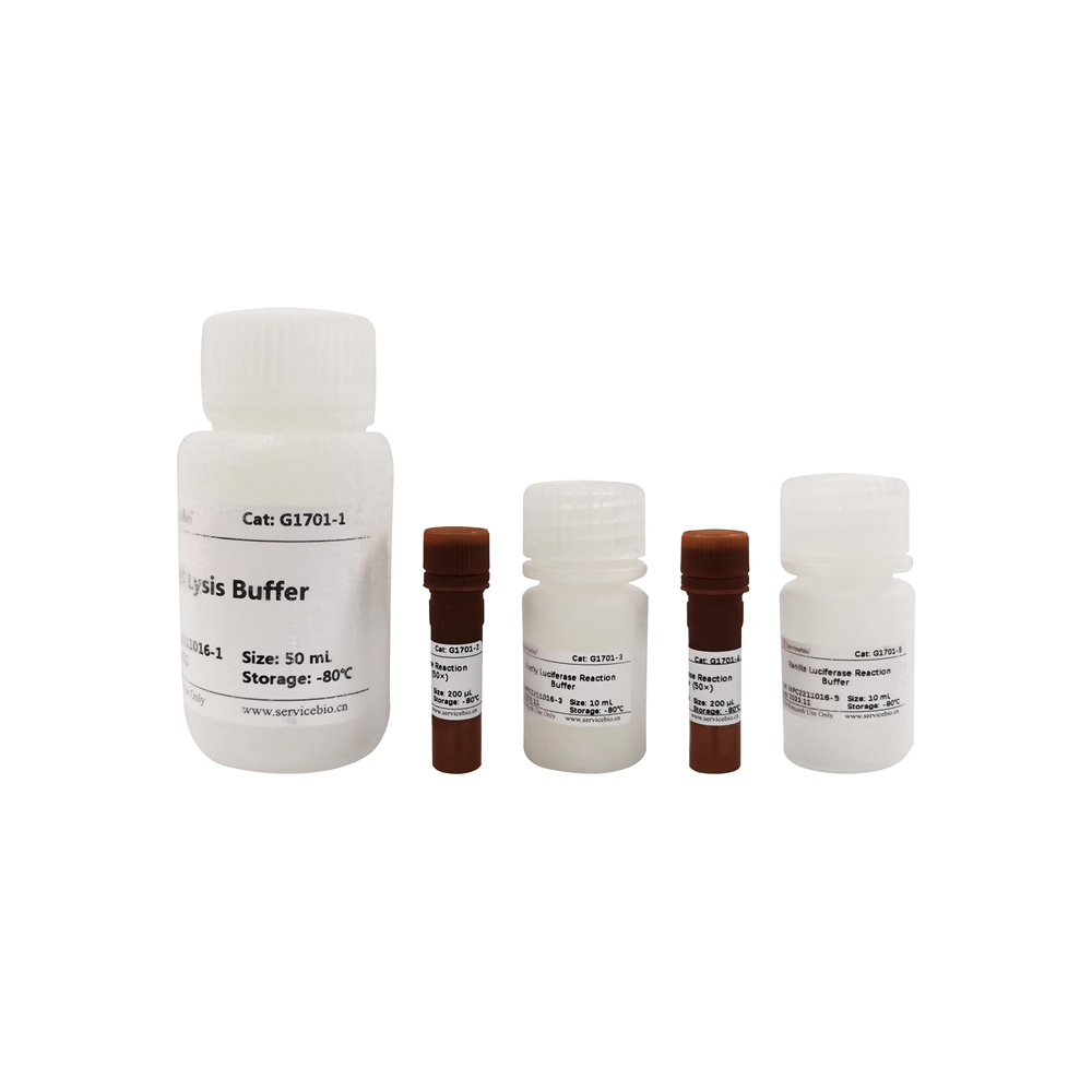 Dual-Lumi Dual-Luciferase Reporter Gene Assay Kit (100T)