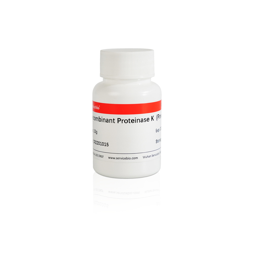 Recombinant Proteinase K (Powder) (1 g)