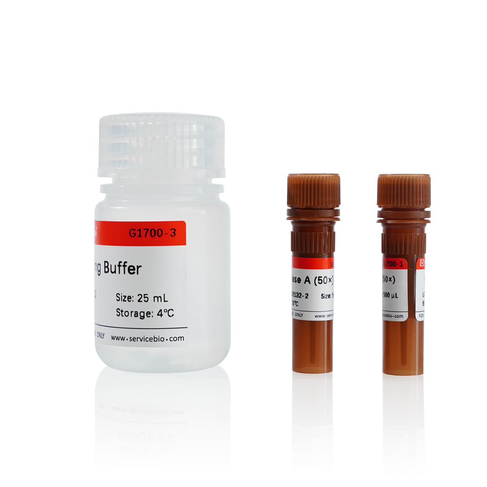 Cell Cycle and Apoptosis Detection Kit (50T)