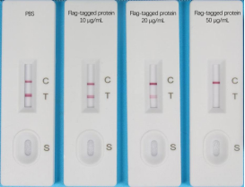 Flag‑tag Rapid Assay – Colloidal Gold (10T)