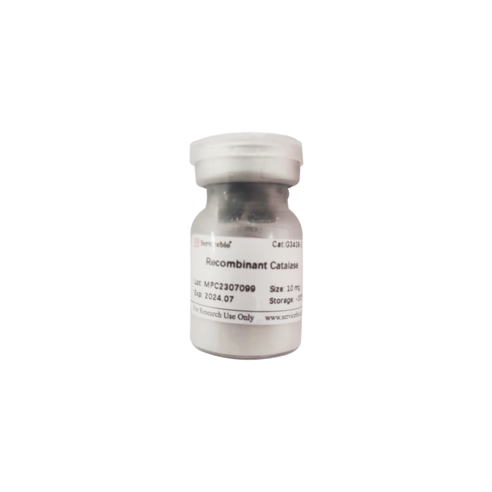 Recombinant Catalase (10 mg)