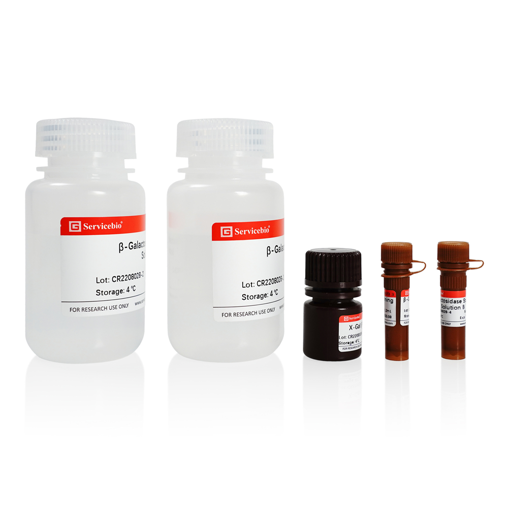 Aging Cell β-galactosidase Staining Kit (100T)