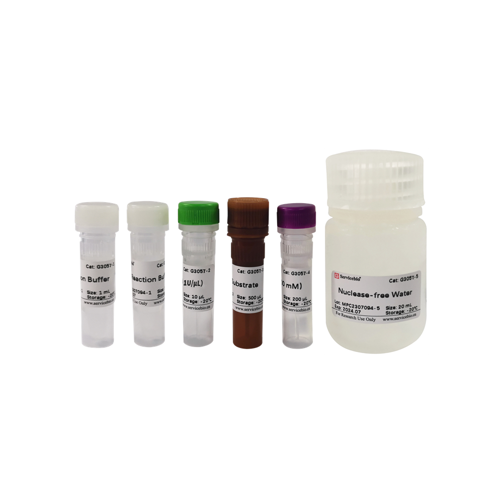 DNase Residue Detection Kit (100 T)