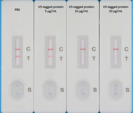 V5-tag Quick Detection Card – Colloidal Gold Method (10T)