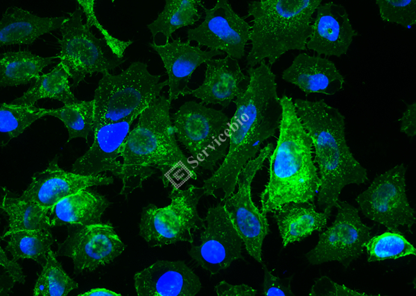 IF488-Wheat Germ Agglutinin (WGA, Green Light) (100 µL)