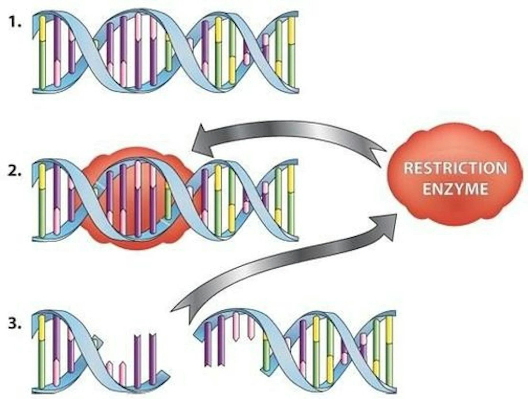 DNA Fingerprinting - Using Restriction Enzymes