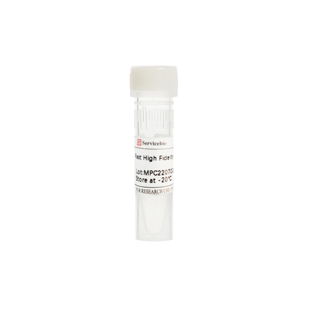 Fast High Fidelity DNA polymerase (200 U)