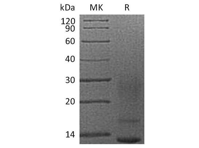 Recombinant Mouse VEGFA Protein (His-tag) (500 µg)
