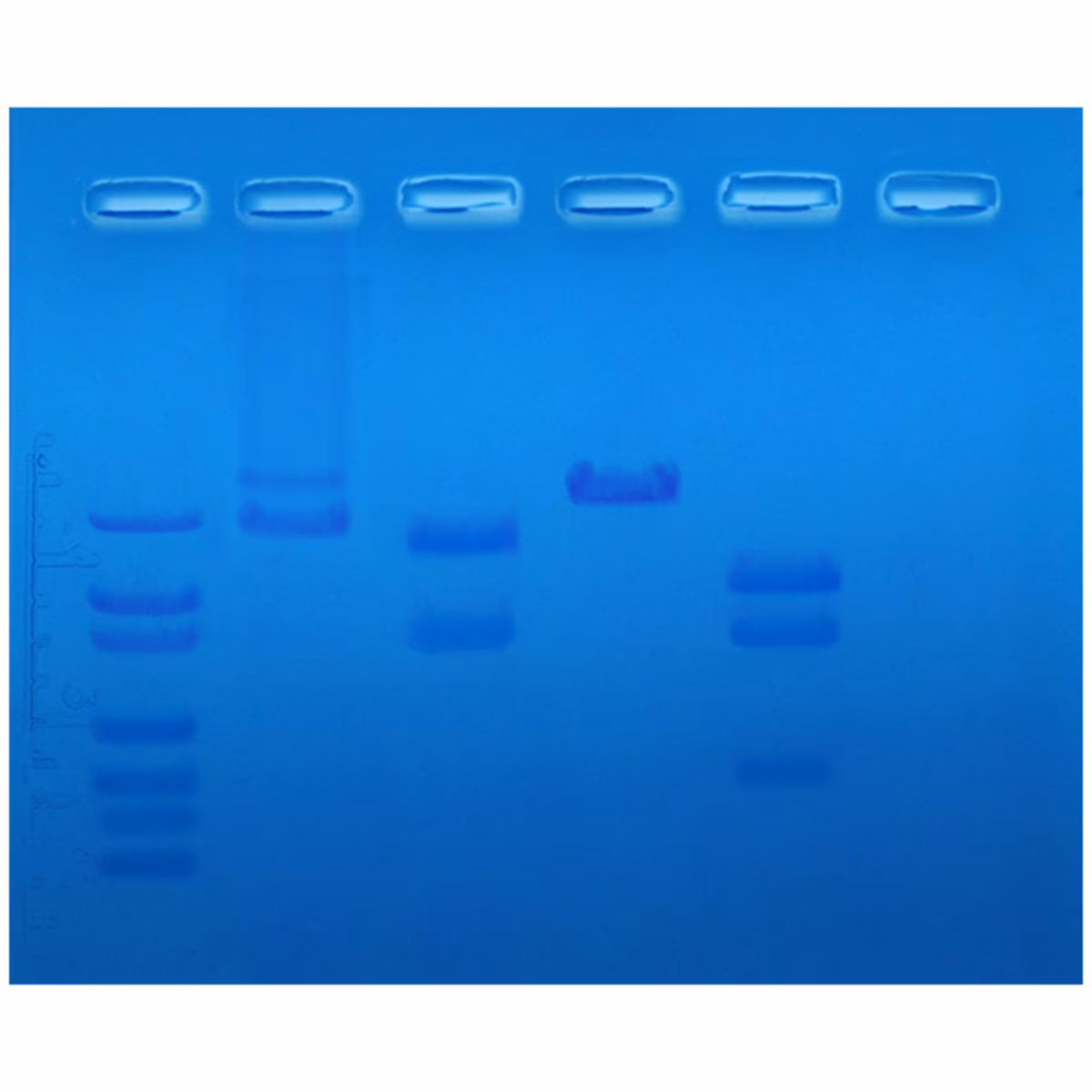 Restriction Enzyme Mapping