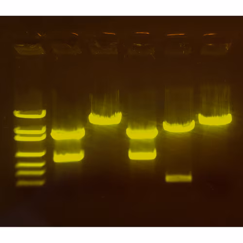 A-maize-ing Editing: Using CRISPR to Improve Crops