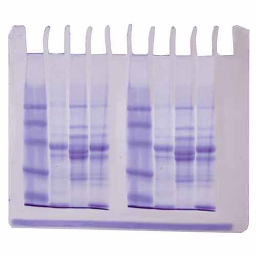 Diversity of Fish Proteins