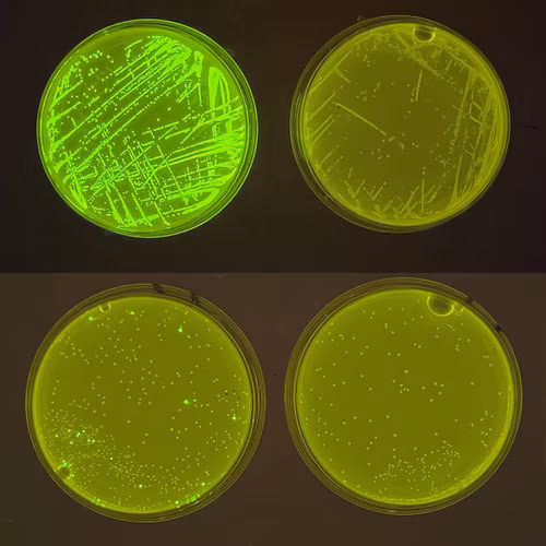 Fixing Genes, Fighting Disease: A Hands-On CRISPR Lab