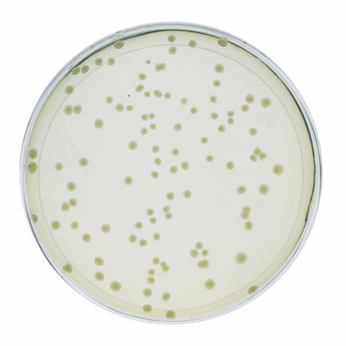 Hack the Planet: Using CRISPR to Terraform Mars