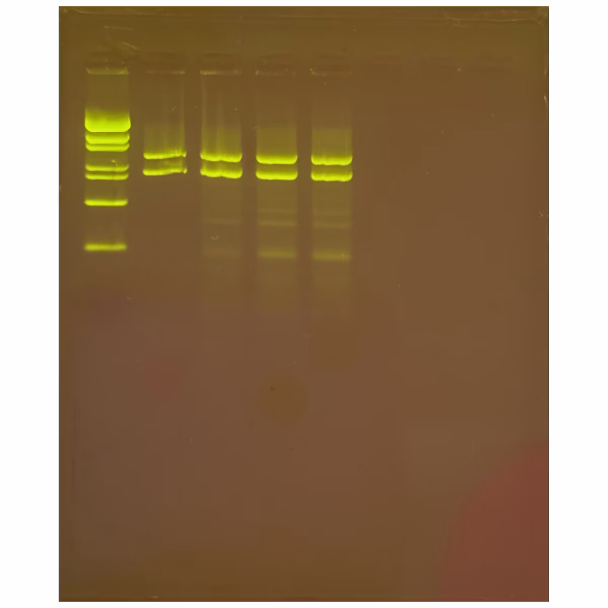 The Mother of All Experiments: Exploring Human Origin by PCR Amplification of Mitochondrial DNA
