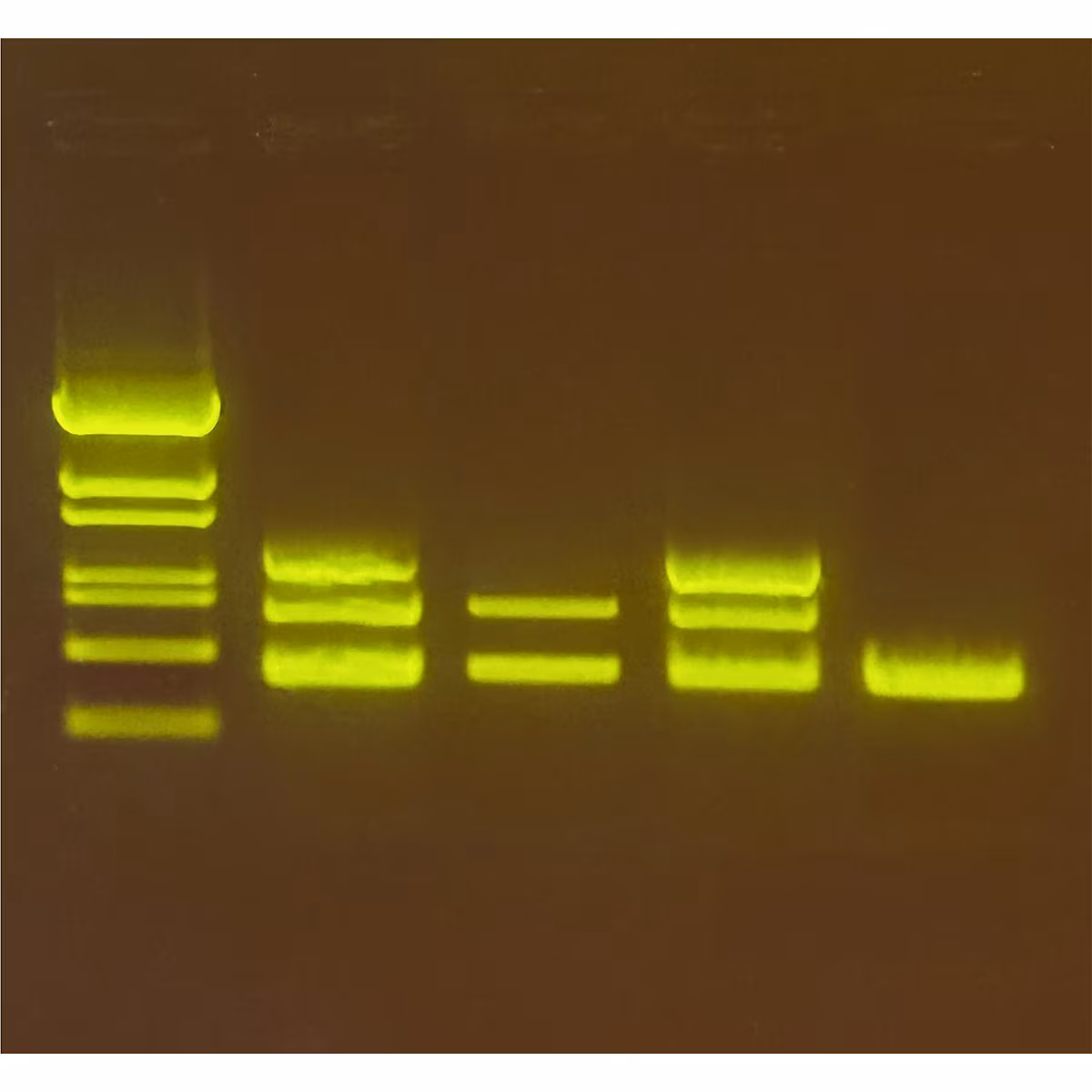 Reeling in the Truth: Identifying Red Snapper using Genetic Analysis