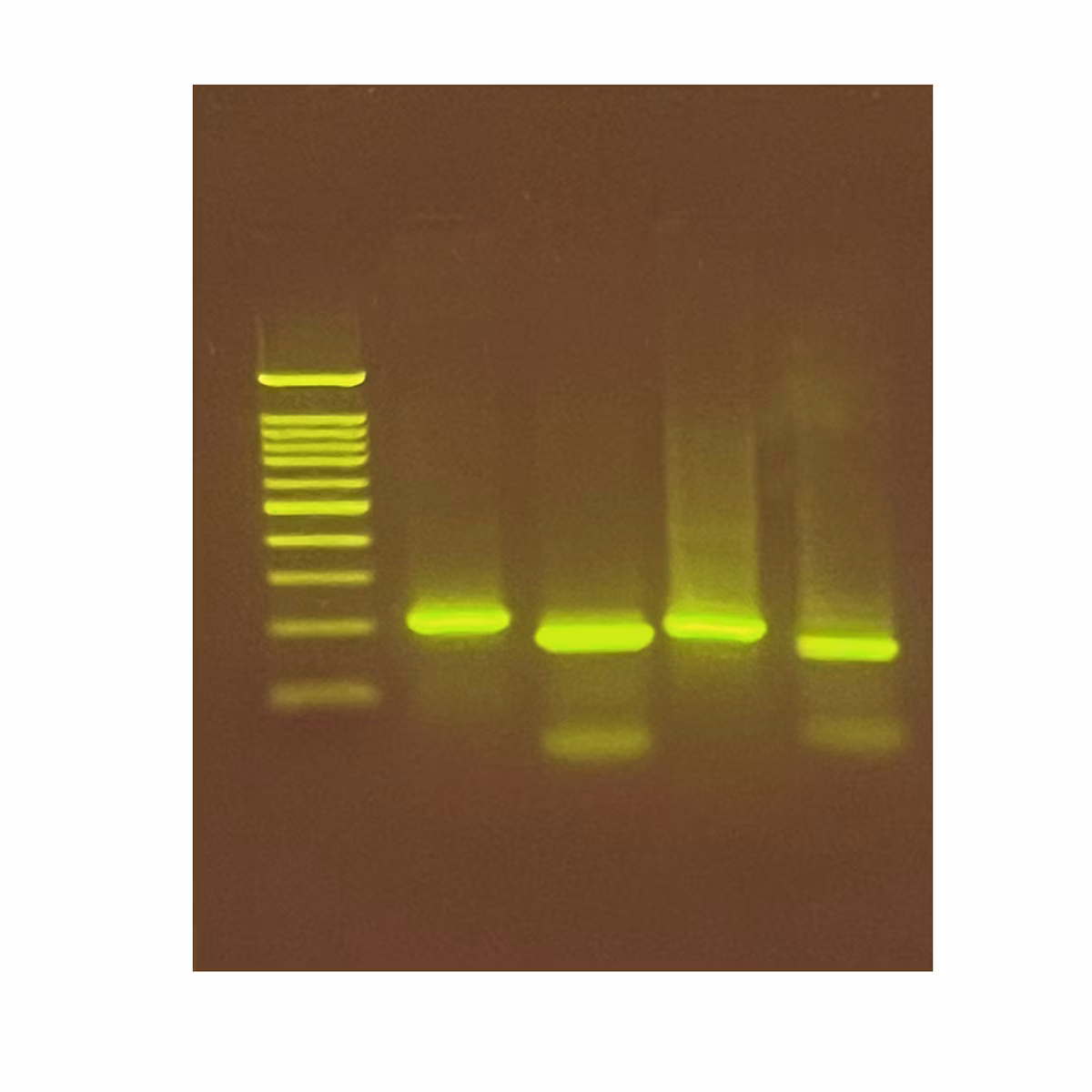 Exploring the Genetics of Taste: SNP Analysis of the PTC Gene Using PCR