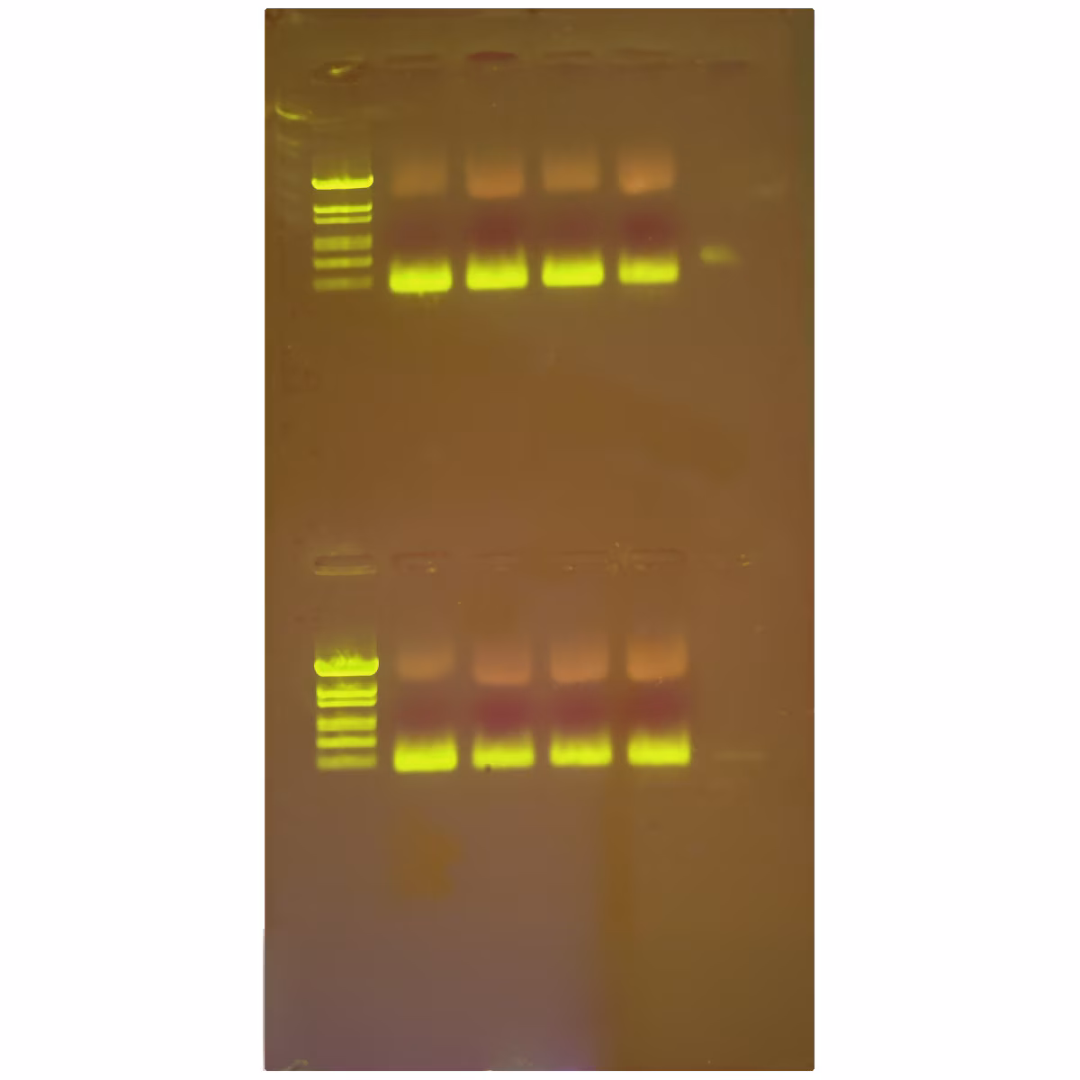 Discovering Quantitative PCR Amplification and Analysis
