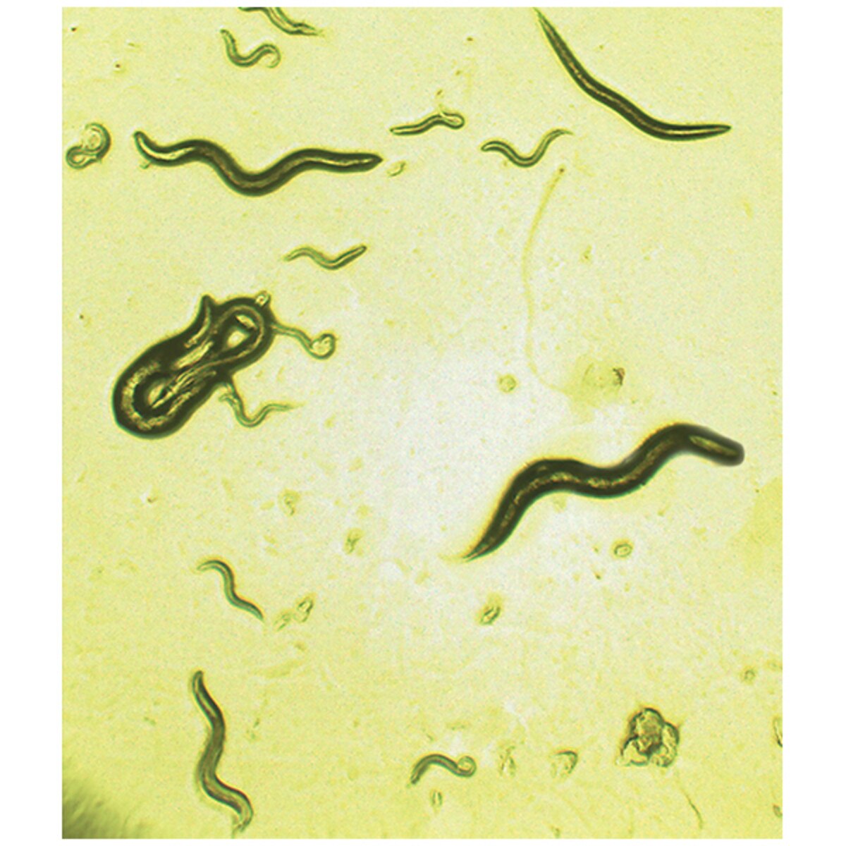Effects of Alcohol on C. elegans