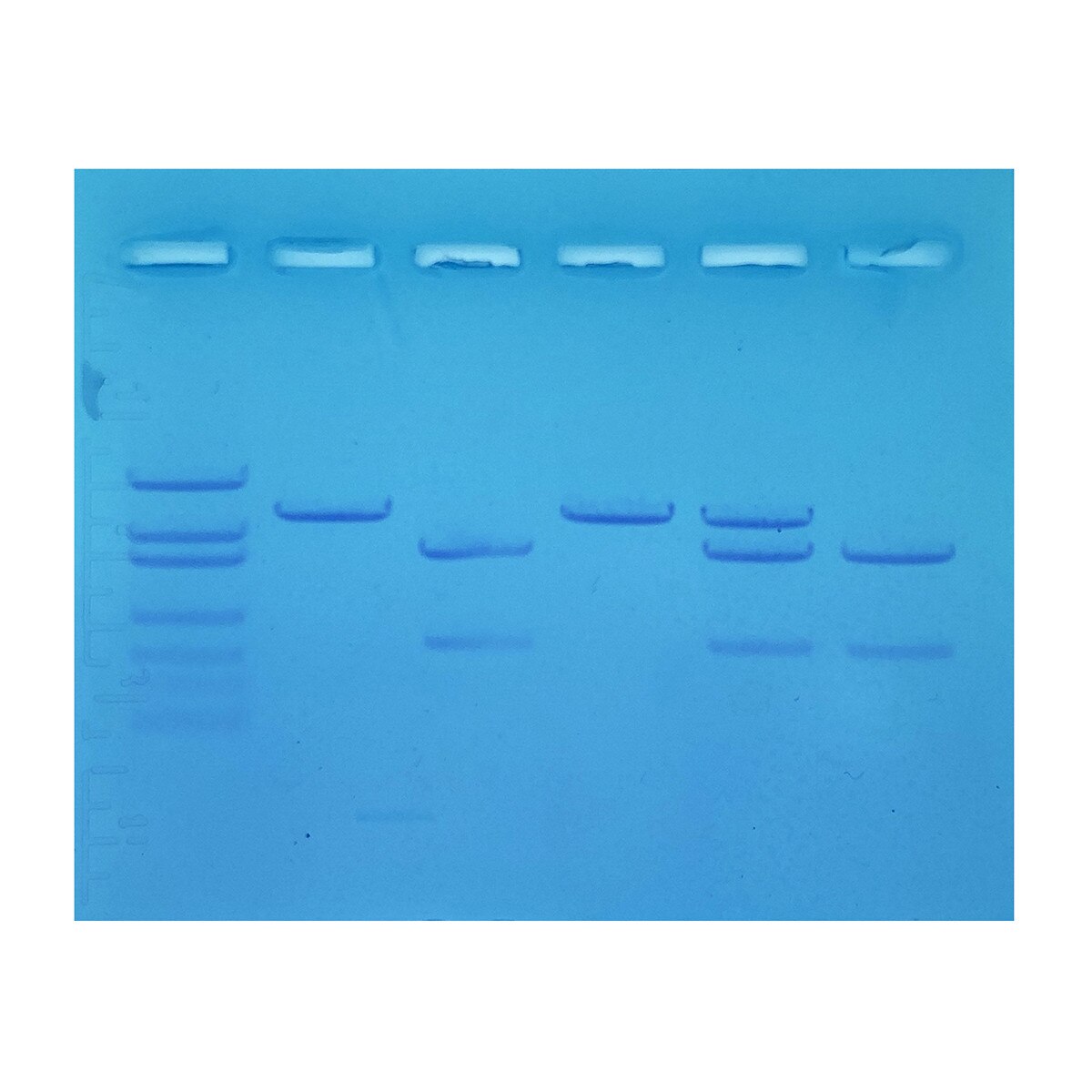 Genetic Flightplan: Navigating Galapagos Finch Diversity