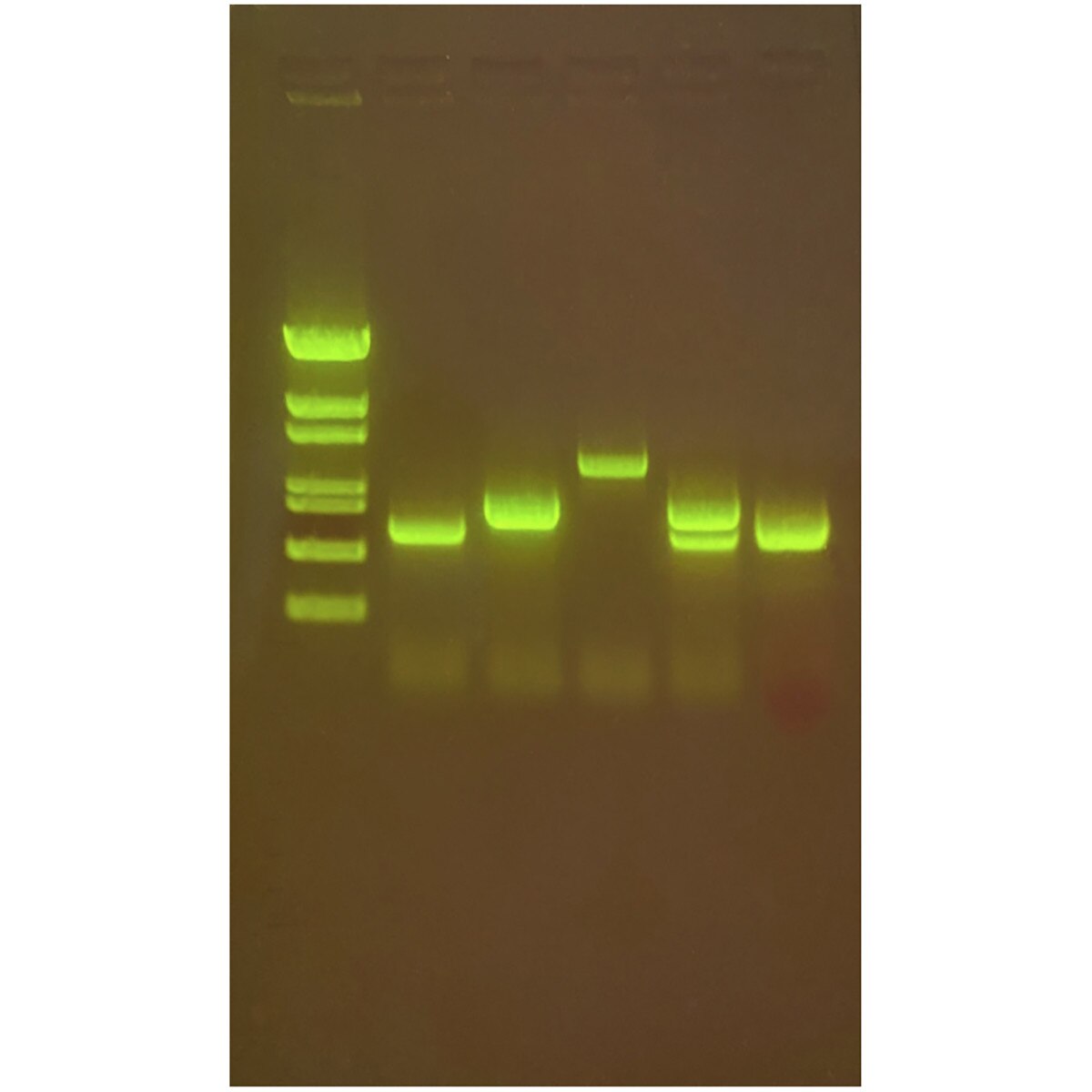 Water Quality Testing III: Multiplex PCR Testing of Water Contaminants