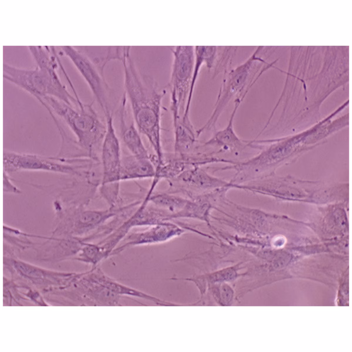 Analysis of Mammalian Cell Type