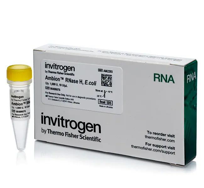 RNase H (E.coli) (100 U)