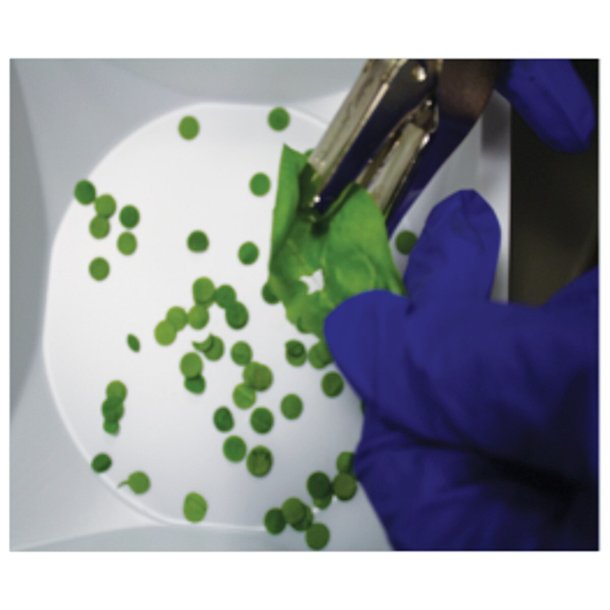 Investigation 5: Photosynthesis