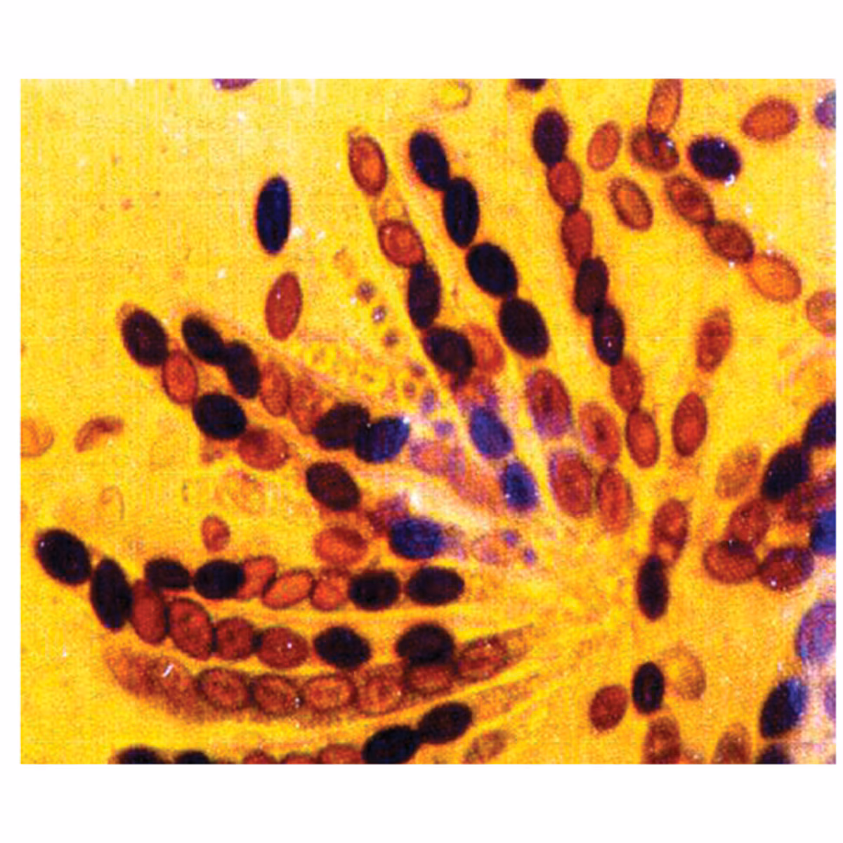 Investigation 7: Cell Division - Mitosis and Meiosis