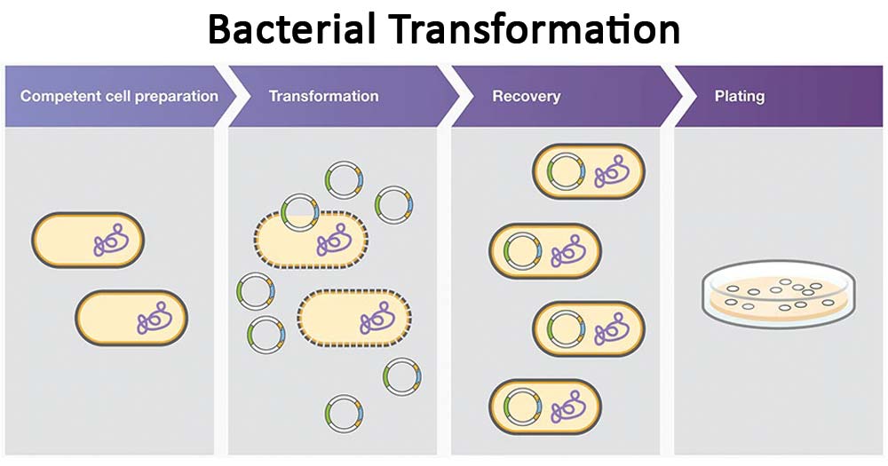 Biotechnology - Bacterial Transformation