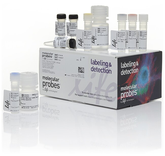 Click Chemistry Tunel Apoptosis Assay Kit (50T)