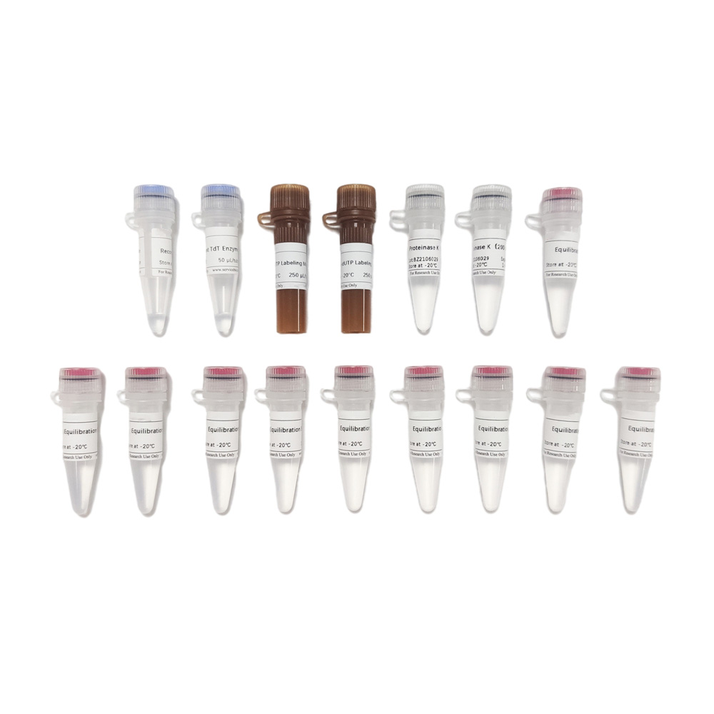 CF488 Tunel Cell Apoptosis Detection Kit (100T)