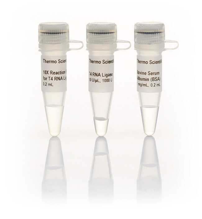 Taq DNA ligase (2000 U)