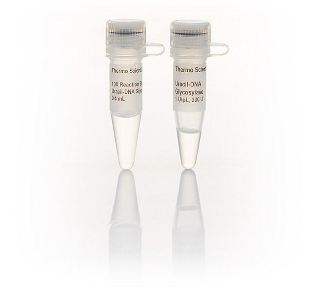 Uracil-DNA Glycosylase (UDG) (1000 U)